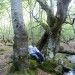 Excursiones por el hayedo de Santiago