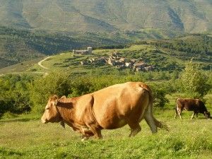 aldeas vacas