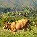 aldeas vacas