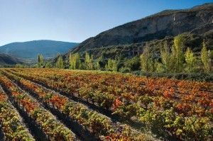 Viñedos Marques de Arviza