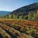Viñedos Marques de Arviza