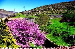árbol el amor y aulagas