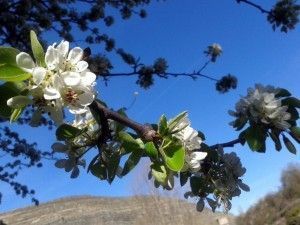 Riojania Autora Conchi Ruiz flores blancas en Munilla V