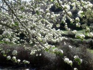 Riojania autora Concho Ruiz Flores blancas en Munilla