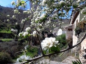 riojania autora Conchi Ruiz Flores blancas en munilla VII