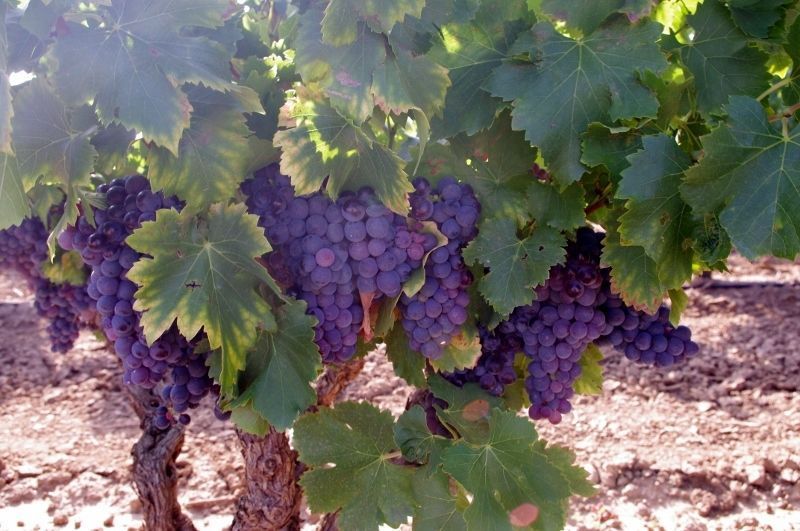 La Rioja está de moda