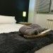Habitación doble apartamento logroño